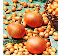 Onion Sets - Sturon, Grow Medium Sized Onions, Supplied as 1 x 250g Pack By Suttons