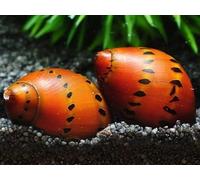 ONION SNAIL - AQUARIUM ALGAE EATER - LIVE FISH FRESH WATER SNAIL (3)