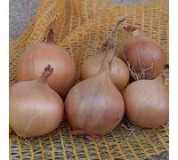Onion ‘Sturon’ (Spring Planting), Allium cepa by Thompson and Morgan (250g)