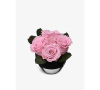 Only Roses Only Roses Infinite Cherry Blossoms Rose Quartet