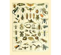 onthewall Bugs Natural History Poster Art Print,white, 30x40cm