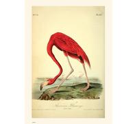 onthewall Natural History, American Flamingo, Illustrated Field Studies, Vintage Animals Bird Art Print Poster 50x70cm