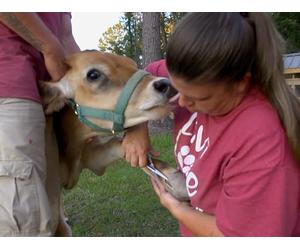 Oodles of Poodles, Puppies Need Rescuing and Patrick's Chili Throwdown