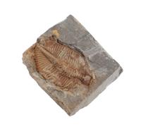 Operitacx Ancient with Stone Trilobite Specimen for Marine Science Assorted Color Mineral Material and Educational Use Suitable for Home and Dormitory Desktop Adornments