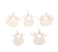Operitacx Lumbar Spine Model PVC Life Size White 5-vertebra Anatomical Teaching Demonstration Model for Laboratory Supplies and Anatomical Study