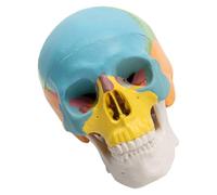 Operitacx Portable Mini Skull Model with Jaw Articulation and Three Detachable Sections, Colour Coded Pvc Anatomy Prop for Artists and Students in Classrooms or Studios