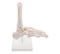 Operitacx PVC Anatomical Model Foot Joint Model for Anatomy Study and Visual Aids