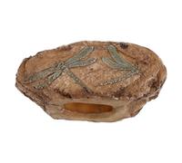 Operitacx Resin Dragonfly Specimen for Reptile Habitat Specimen Decor with Realistic Design and Brown Colour, for Vivarium Decor and Science Education