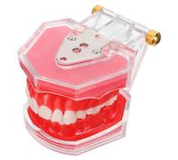 Operitacx Standard Teeth Model with Removable Detachable Teeth for Teaching Practice Resin and Plastic Mouth Model for Students Hands-on Training and Skill Improvement