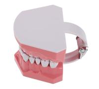 Operitacx Student Model for Home Use and Classroom Study, Resin Typodont Teaching Tool with Decay Visualization and Portable Design, Realistic Simulation Educational Teeth Display