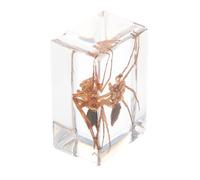Operitacx Unique Resin Insect Specimens for Biology Education, Lightweight Resin Material with Charming Details, for Classroom Science and Photography Prop Displays