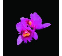 Opeth - Orchid