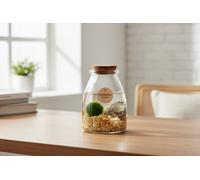 Opm Marimo Arrangement Pot Size 9 Cm Transport Height 25 Moss Ball Indoor Houseplant