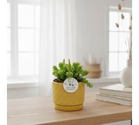 Opm Sp Jt002 Aril 3Pp Rhipsalis Mix Pot Size 12 Cm Transport Height 20 Mistletoe Cactus Indoor Houseplant