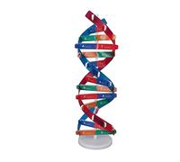 OPPWONG Double Spiral Human DNA Model Assemble Toy with Bright Colors for Kids Science Education - 3D Model