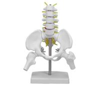 OPPWONG Female Pelvis Model with 5 Movable Vertebrae, Dynamic Lumbar Pelvis Skeleton Model for Classroom Demonstrations and Fitness Training