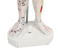 OPPWONG Portable Human Body Acupuncture Model High Definition Large Font Intuitive Meridian Points Model for Tui Na Referencing