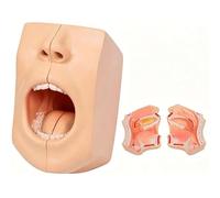 Oral Anatomy Model - Two Piece Skull Model with Removable Teeth | Dental Education Teaching Tool for Students & ENT Professionals - Enhance Skills & Confidence in Clinical Practice