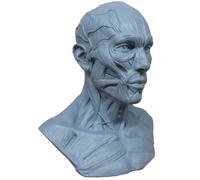 Oral Human Model Anatomy Skull Head Muscle Bone Medical Art for The School(3#)