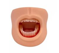 Oral Hygiene Teaching Aid Featuring Flexible Jaw Movement For Practicing Brushing And Understanding Jaw Motion Suitable For Educational Display