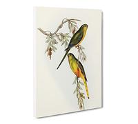 Orange Bellied Grass Parakeet Birds By Elizabeth Gould Canvas Print | Gallery Wrapped 30mm Frame Wall Art | 20x14 inches | Ready to Hang | Retro Still Life Picture | Living Room Bedroom Lounge Office