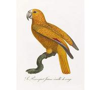 Orange Bird Vintage Illustration Art Print Canvas Premium Wall Decor Poster
