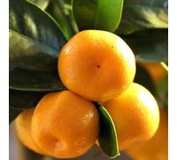 Orange 'Calamondin'. Philippine Lemon/Lime. Citrus. Dwarf patio calamansi fruit tree. 4L Plant. Available from Bedwen Plants