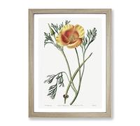 Orange California Poppy Vintage Framed Print | A2 Oak Framed Wall Art | Ready to Hang | Classic Floral Picture | Living Room Bedroom Lounge Office