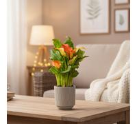 Orange Calla Lily Plant - Elegant Indoor Flower By Luxe Leaf Plants Uk On