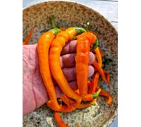 Orange Cayenne Chilli Seeds - 10 Fresh Seeds