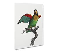 Orange Cheeked Parrot By F. Levaillant Vintage Canvas Wall Art Print Ready to Hang, Framed Picture for Living Room Bedroom Home Office Décor, 24x16 Inch (60x40 cm)
