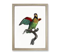 Orange Cheeked Parrot By F. Levaillant Vintage Framed Wall Art Print, Ready to Hang Picture for Living Room Bedroom Home Office Décor, Oak A2 (64 x 46 cm)