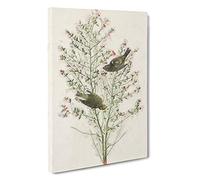 Orange-Crowned Warbler Birds by John James Audubon Canvas Print | Gallery Wrapped 30mm Frame Wall Art | 30x20 inches | Ready to Hang | Modern Still Life Picture | Living Room Bedroom Lounge Office