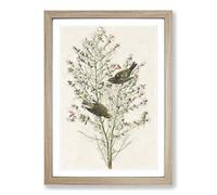 Orange-Crowned Warbler Birds by John James Audubon Framed Print | A2 Oak Framed Wall Art | Ready to Hang | Modern Nature Picture | Living Room Bedroom Lounge Office