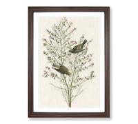 Orange-Crowned Warbler Birds by John James Audubon Framed Print | A2 Walnut Framed Wall Art | Ready to Hang | Modern Nature Picture | Living Room Bedroom Lounge Office