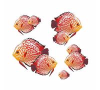 Orange Discus Fish Vinyl Decal, Aquarium Stickers for Tank, Tile and Shower