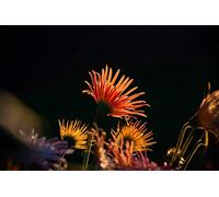 Orange flowers-Adult 2000-Piece Wooden Puzzle Boards, Classic Challenge, Impossible 14 years+