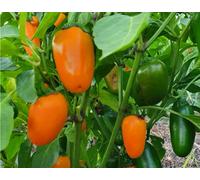 Orange Jalapeno Chilli Seeds - Rare Jalapeno Pepper Variety - 10 Fresh Seeds