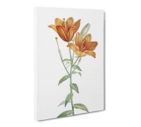 Orange Lily Flowers By Pierre Joseph Redoute Canvas Print | Gallery Wrapped 30mm Frame Wall Art | 24x16 inches | Ready to Hang | Retro Floral Picture | Living Room Bedroom Lounge Office