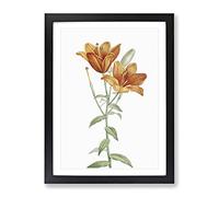 Orange Lily Flowers By Pierre Joseph Redoute Vintage Framed Print | A3 Black Framed Wall Art | Ready to Hang | Classic Floral Picture | Living Room Bedroom Lounge Office