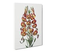 Orange Lily Flowers By Robert John Thornton Canvas Print | Gallery Wrapped 30mm Frame Wall Art | 20x14 inches | Ready to Hang | Retro Floral Picture | Living Room Bedroom Lounge Office
