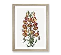 Orange Lily Flowers By Robert John Thornton Vintage Framed Print | A3 Oak Framed Wall Art | Ready to Hang | Classic Floral Picture | Living Room Bedroom Lounge Office