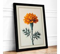 Orange Marigold Study Botanical Framed Wall Art Print A4 (29.7×21cm) Black, Wall Decor for Living Room, Bedroom, Office & Home, Ready to Hang, Art Gift