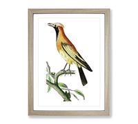 Orange Paradise Bird By George Shaw Vintage Framed Wall Art Print, Ready to Hang Picture for Living Room Bedroom Home Office Décor, Oak A3 (34 x 46 cm)