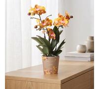 Orange Phalaenopsis Orchid 'las Vegas' - 3 Stem, 12Cm Pot