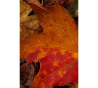 Orange & Red Leaf: Nature Notebook Journal