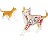 Orange Tabby Cat Skeleton Anatomy Model Kit, Cat Anatomical Model with 28 Detachable Organs Body Parts, Animal Skeleton Specimen, for Pet Clinic Veterinary Teaching