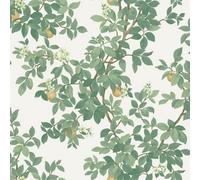 Holden Decor Orange Tree Cream Green Wallpaper, Green