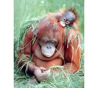 Orangutan and Baby Wildlife Animal Nature Wall Decor Art Print Poster (16x20)