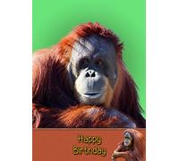 Orangutan Birthday Card